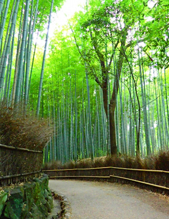 嵐山竹林の小径